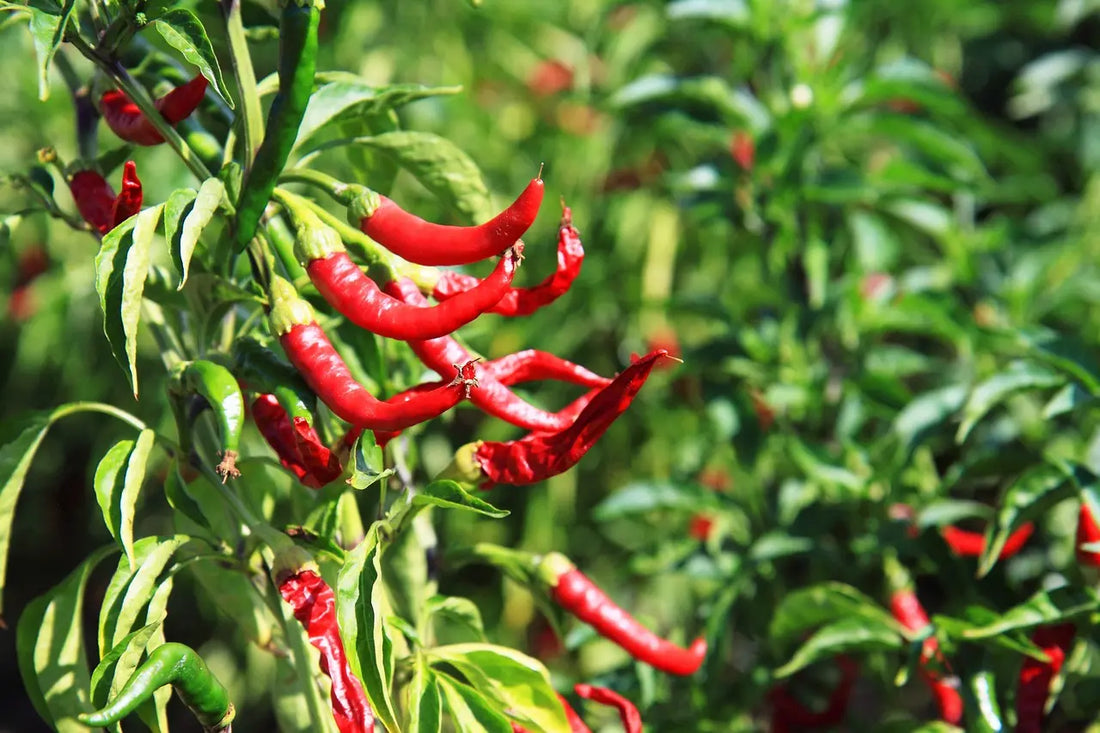Chilin kasvatus – Näin onnistut siemenestä satoon 🌶️