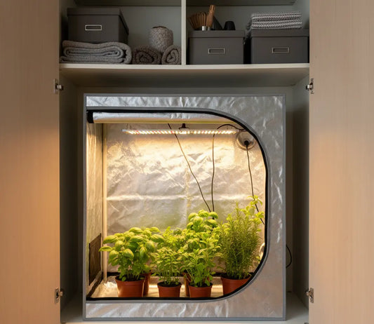 Kasvatusteltta yrtteineen suomalaisessa asunnossa.