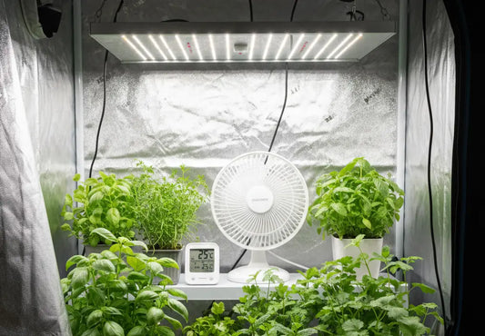 Kasvatusteltan viilennys: yrtit, tuuletin ja lämpömittari optimaaliseen kasvuun
