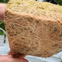 Cultiwool Mini-slab 25x20x7.5 cm – Kompakti Kasvatusalusta Vesiviljelyyn - Cropper